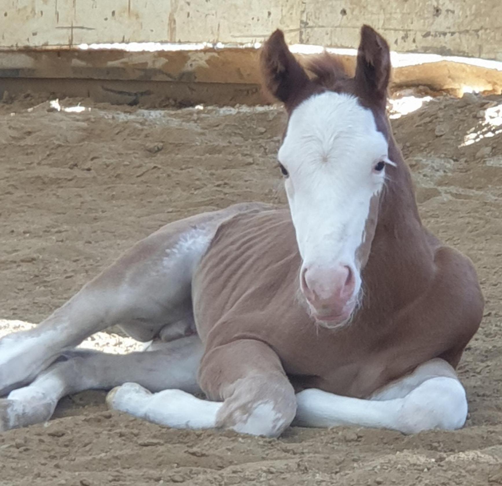 Chrom Ranch Reiterhof Bed and Breakfast Μέμμινγκεν Δωμάτιο φωτογραφία